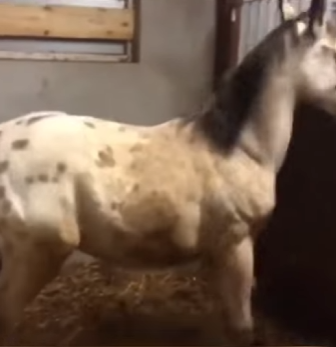 W2301005 Love turns pain into peace (Part 2)