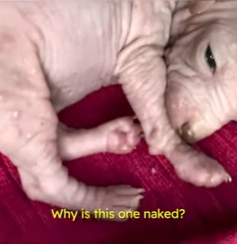 W2301006 Where compassion leads, life follows (Part 2)