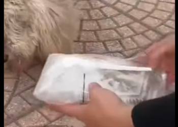 M2501004 Corazones amables salvan vidas (Parte 2)