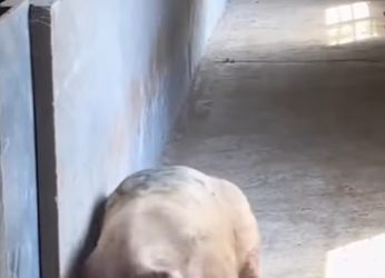 M2501007 La sanacion empieza con bondad (Parte 2)