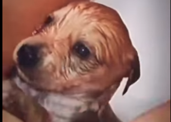 M2501001 Del dolor al cuidado y la paz (Parte 2)