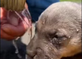 M2501002 Otra vida inocente salvada (Parte 2)