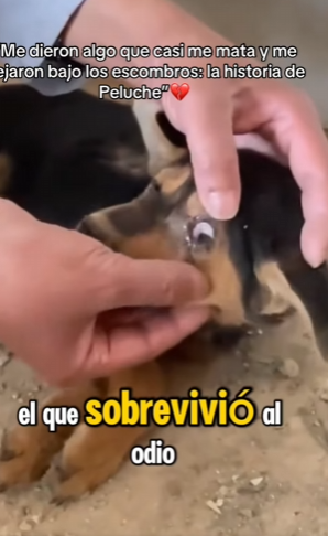 M2501006 De perdido a amado (Parte 2)