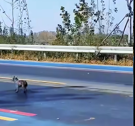 figure in traffic was driven away by someone (Part 2)