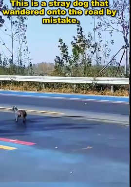 figure in traffic was driven away by someone (Part 2)