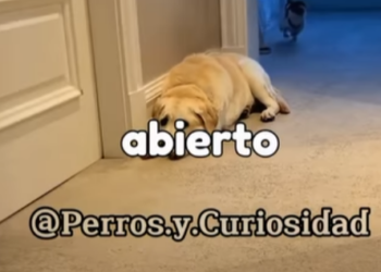 Y2501004 La esperanza nace con compasion (Parte 2)