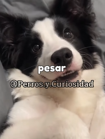 Y2501003 Del peligro a manos amables (Parte 2)