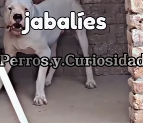 Y2501001 Un pequeno rescate, un gran milagro (Parte 2)