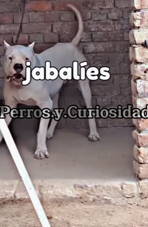 Y2501001 Un pequeno rescate, un gran milagro (Parte 2)