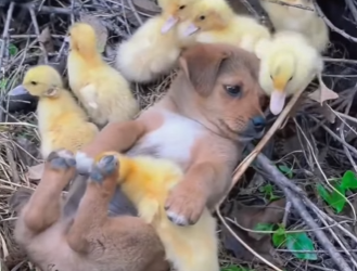 L2601005 Un futuro protegido por amor (Parte 2)