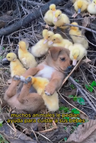 L2601005 Un futuro protegido por amor (Parte 2)