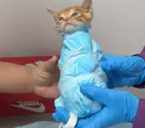 L2601003 Cuando llega la ayuda, llega la esperanza (Parte 2)