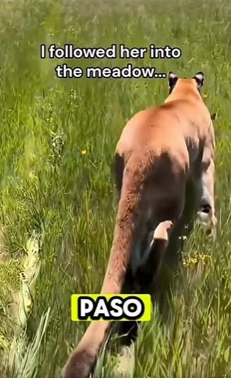 lo que hizo esta madre leona fue increible (Parte 2)