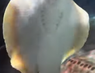 L2601001 Del dolor al cuidado y la paz (Parte 2)