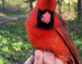 L2601007 La sanacion empieza con bondad (Parte 2)