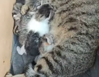 L2601006 De perdido a amado (Parte 2)