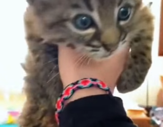 S2601008 Aujourd’hui, la nature retrouve l’espoir (Part 2)