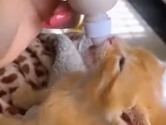 S2601003 Défendre ceux qui ne peuvent pas parler (Part 2)