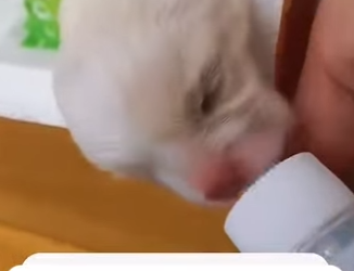 S2601001 Soigner la faune, protéger l’avenir (Part 2)