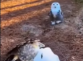 S2601005 Une nouvelle chance dans la nature (Part 2)