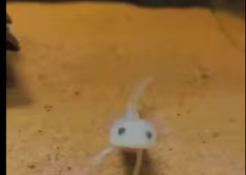 S2601004 Les vies sauvages comptent aussi (Part 2)