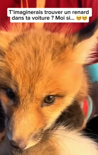 S2601006Le sauvetage est le début de la liberté (Part 2)