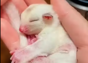 S2601009 Chaque vie sauvage mérite une seconde chance (Part 2)