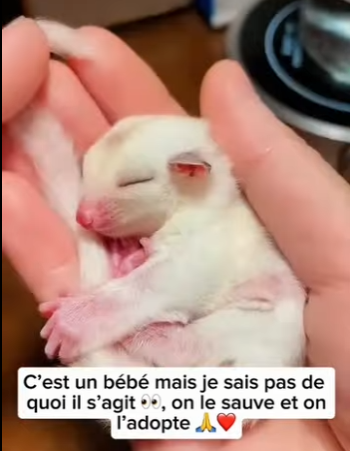 S2601009 Chaque vie sauvage mérite une seconde chance (Part 2)