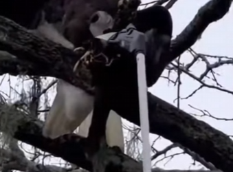 P2601005 Hope returns to the forest today (Part 2)