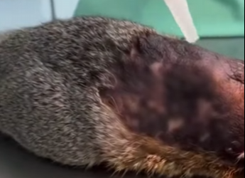 P2601006 Protecting those who cannot speak (Part 2)