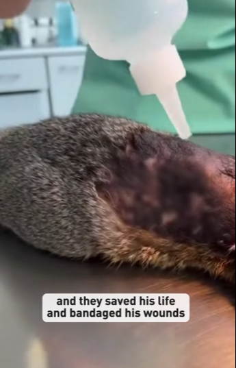 P2601006 Protecting those who cannot speak (Part 2)