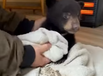 P2601002 Every wild heart deserves protection (Part 2)