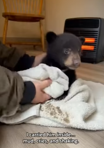 P2601002 Every wild heart deserves protection (Part 2)