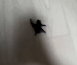 encontre un murciélago en mi casa y esto pasó!!! (Parte 2)