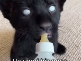 P2601003 From danger back to the wild (Part 2)