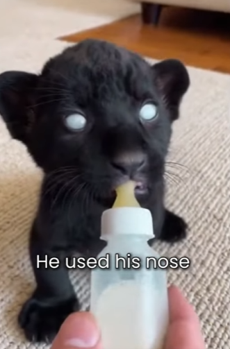 P2601003 From danger back to the wild (Part 2)