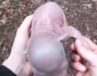 P2601001 Saving wildlife, one life at a time (Part 2)