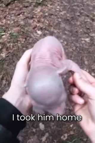 P2601001 Saving wildlife, one life at a time (Part 2)