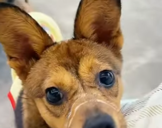 A2601006 Un pequeno rescate, un gran milagro (Parte 2)