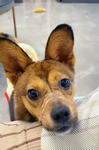 A2601006 Un pequeno rescate, un gran milagro (Parte 2)