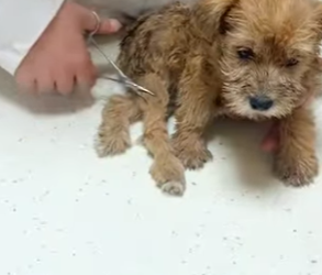 A2601002 Cada vida merece una segunda oportunidad (Parte 2)