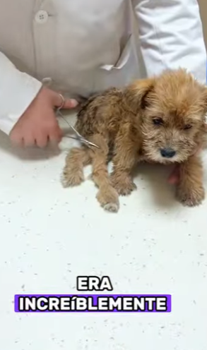 A2601002 Cada vida merece una segunda oportunidad (Parte 2)