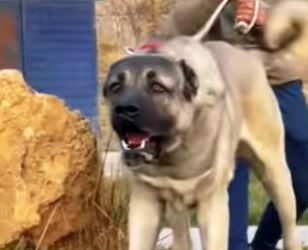 N0101003 Kangal Turco vs Lobo! (Parte 2)