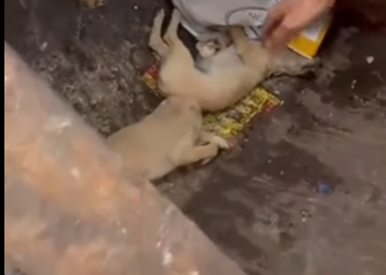 M2601004 Del dolor a la sanacion (Parte 2)