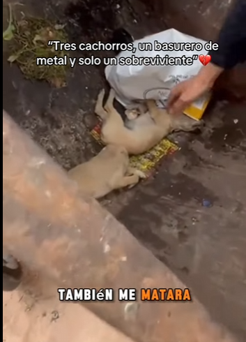 M2601004 Del dolor a la sanacion (Parte 2)