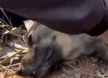 M2601001 Rescatar es amar en accion (Parte 2)