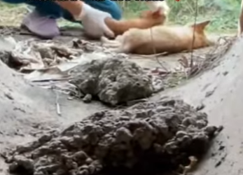 M2601006 Corazones amables salvan vidas (Parte 2)