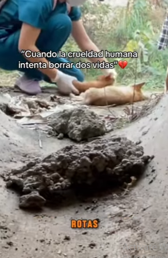 M2601006 Corazones amables salvan vidas (Parte 2)