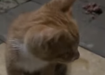 R2601001 Un futuro protegido por amor (Parte 2)