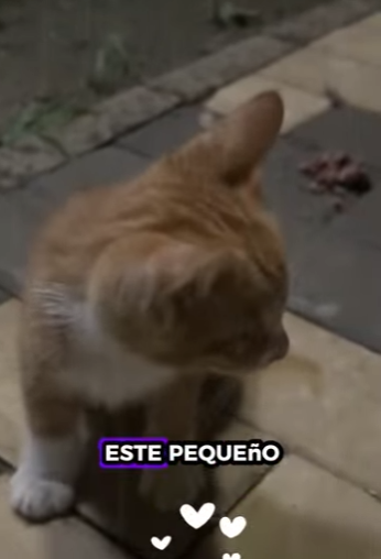 R2601001 Un futuro protegido por amor (Parte 2)